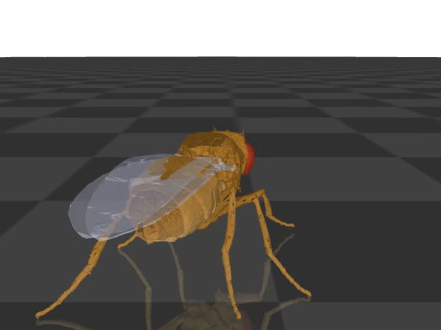 3D 解剖台:逐个关节掰果蝇的腿